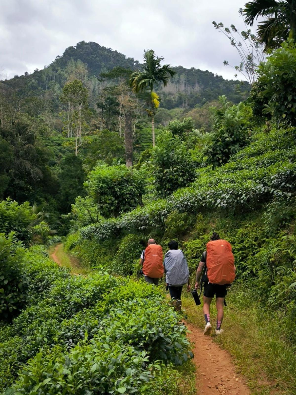Rainforest Cabin Deniyaya Eksteriør billede