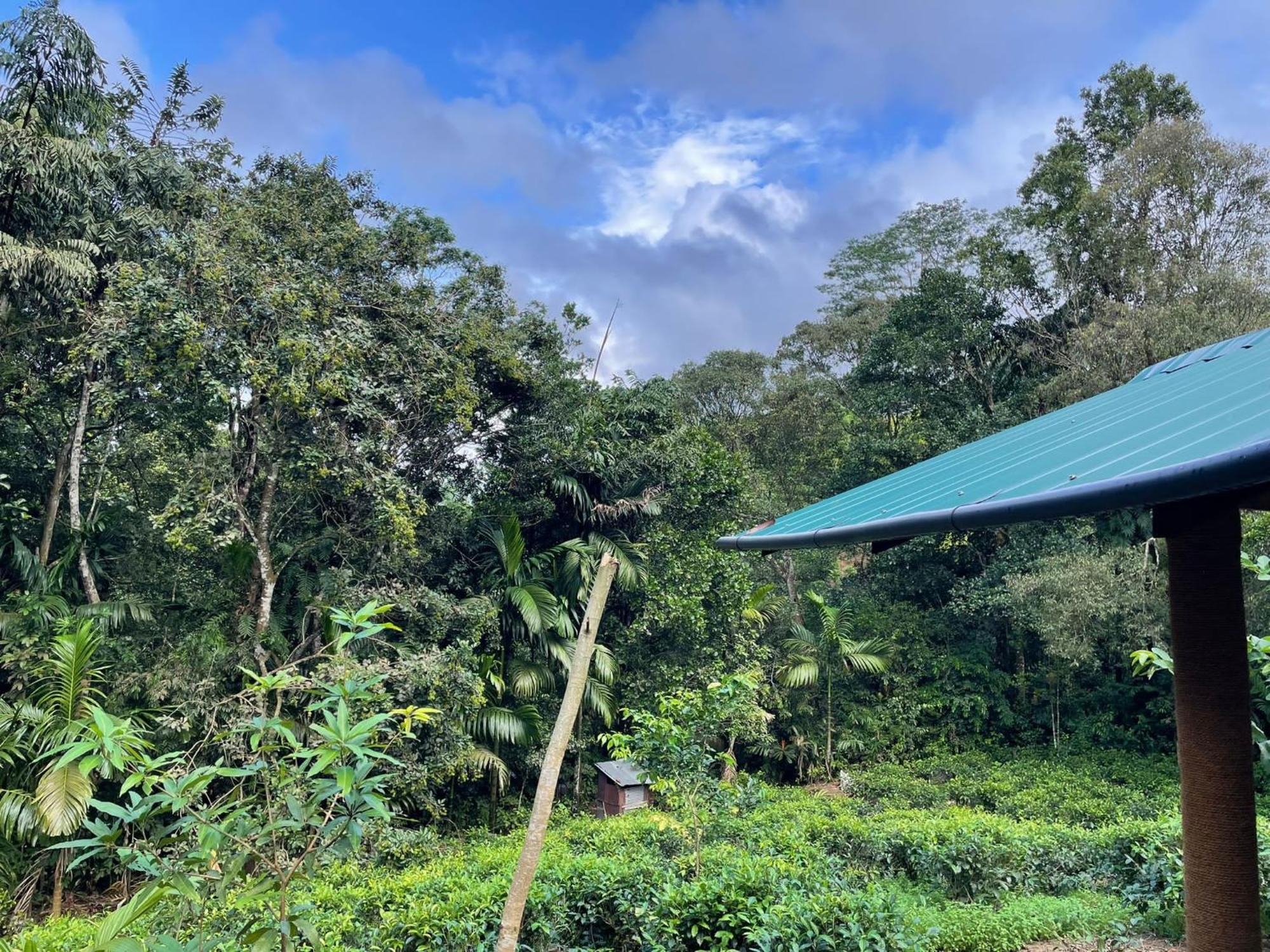 Rainforest Cabin Deniyaya Eksteriør billede