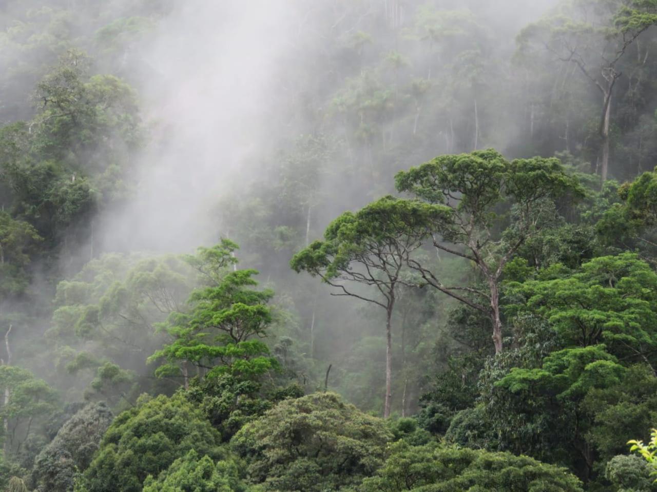 Rainforest Cabin Deniyaya Eksteriør billede